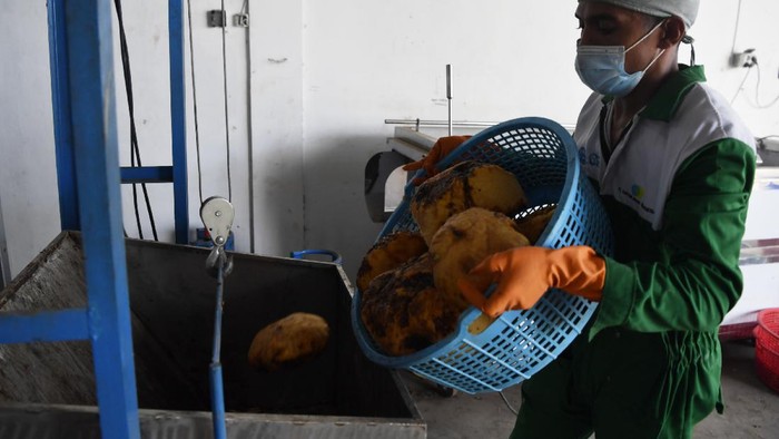 INDUSTRI OLAHAN PORANG Pekerja menata tumpukan karung yang berisi tepung porang untuk diekspor di pabrik Industri Kecil Menengah PT Hayumi Agro Indonesia di Gresik, Jawa Timur, Rabu (20/10/2021). Kementerian Perindustrian telah menyiapkan berbagai fasilitas dan pendampingan bagi penghasil tanaman porang atau pun pelaku industri olahan porang di Jatim agar dapat menembus ekspor dan saat ini olahan porang tersebut telah diekspor ke sejumlah negara di Asia seperti China, Jepang, Malaysia dan Thailand. ANTARA FOTO/Zabur Karuru/aww.
