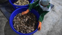 Pekerja memeriksa kondisi porang sebelum diolah menjadi tepung.