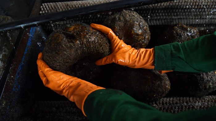 Pekerja menata tumpukan karung yang berisi tepung porang untuk diekspor di pabrik Industri Kecil Menengah PT Hayumi Agro Indonesia di Gresik, Jawa Timur, Rabu (20/10/2021). Kementerian Perindustrian telah menyiapkan berbagai fasilitas dan pendampingan bagi penghasil tanaman porang atau pun pelaku industri olahan porang di Jatim agar dapat menembus ekspor dan saat ini olahan porang tersebut telah diekspor ke sejumlah negara di Asia seperti China, Jepang, Malaysia dan Thailand. ANTARA FOTO/Zabur Karuru/aww.