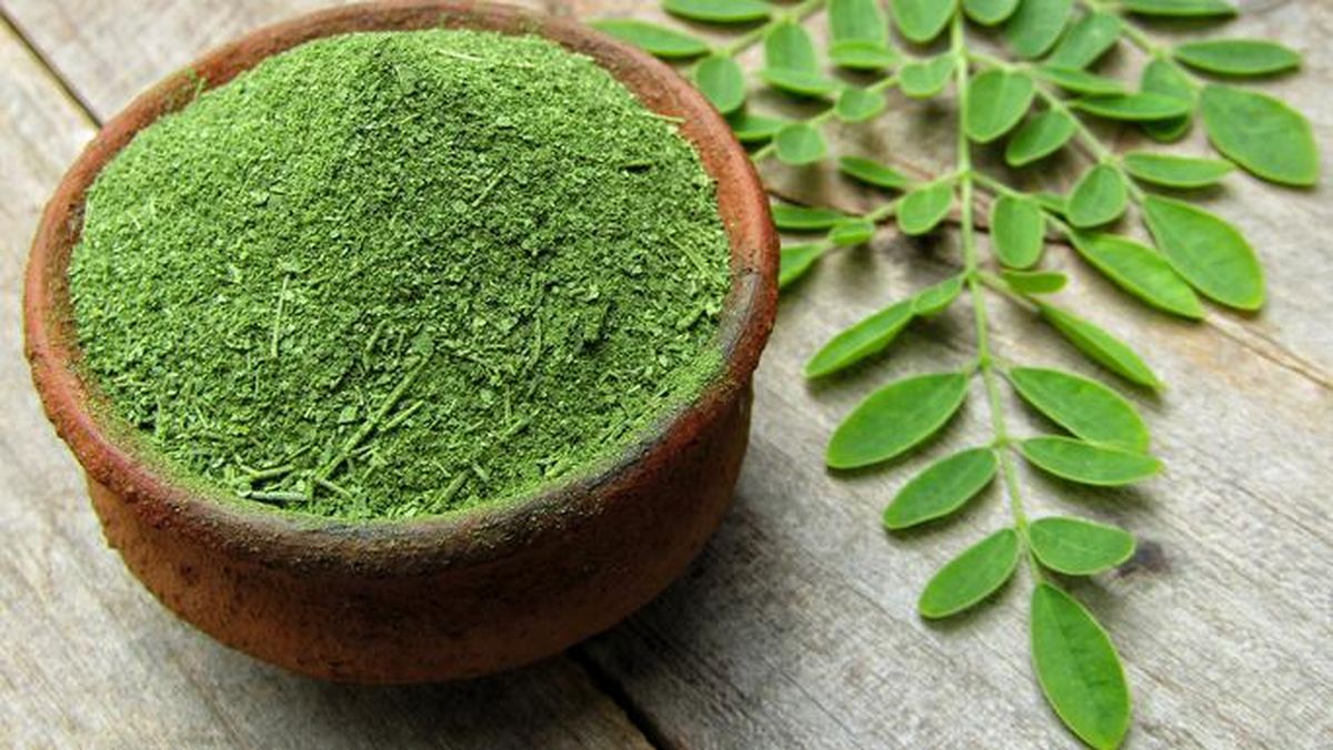 Manfaat Daun Kelor untuk Tangkal Covid-19