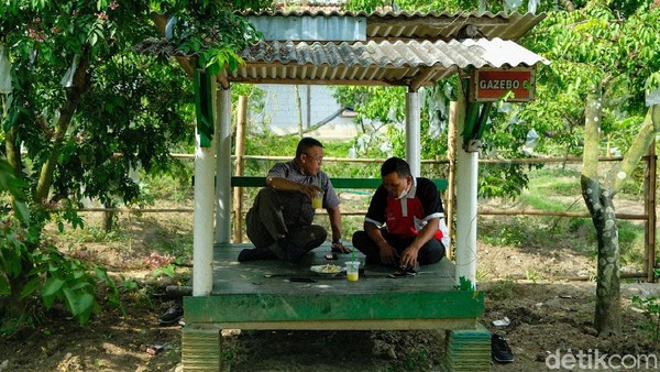Beginilah para wisatawan saat bersantai di gazebo yang telah disediakan. Usai berjalan dan keliling kebun, mereka sambil santai menikmati hasil petikan belimbingnya di beberapa gazebo yang telah disediakan. Beginilah para wisatawan saat bersantai di gazebo yang telah disediakan. Usai berjalan dan keliling kebun, mereka sambil santai menikmati hasil petikan belimbingnya di beberapa gazebo yang telah disediakan.