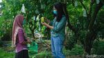 Mau Petik Belimbing Langsung dari Kebunnya, Ke Sini Aja