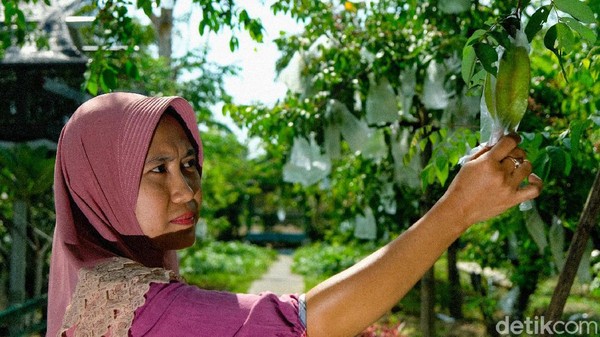 Di sini, travelers bisa berwisata menikmati kebun sekaligus memetik belimbing langsung dari pohonnya lho. Di sini, travelers bisa berwisata menikmati kebun sekaligus memetik belimbing langsung dari pohonnya lho.