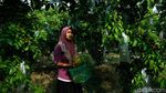 Mau Petik Belimbing Langsung dari Kebunnya, Ke Sini Aja
