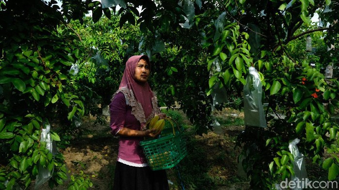 Di Desa Tarub, Kabupaten Grobogan, ada wisata kebun belimbing yang membolehkan travelers memetik langsung dari pohonnya. Penasaran seperti apa? Intip yuks.