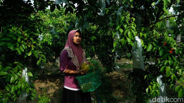 Wisata kebun belimbing ini terletak di Desa Tarub, Kecamatan Tawangharjo, Kabupaten Grobogan, Provinsi Jawa Tengah. Wisata kebun belimbing ini terletak di Desa Tarub, Kecamatan Tawangharjo, Kabupaten Grobogan, Provinsi Jawa Tengah.
