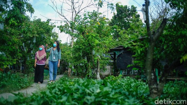 Selain bisa berjalan mengelilingi kebun, travelers juga bisa santai sambil menikmati udara segar dan rindangnya pepohonan di dalam kawasan agrowisata ini. Selain bisa berjalan mengelilingi kebun, travelers juga bisa santai sambil menikmati udara segar dan rindangnya pepohonan di dalam kawasan agrowisata ini.