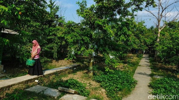Widayati selaku pengelola mengatakan, biasanya kebun belimbing miliknya itu ramai saat akhir pekan dan liburan. Widayati selaku pengelola mengatakan, biasanya kebun belimbing miliknya itu ramai saat akhir pekan dan liburan.