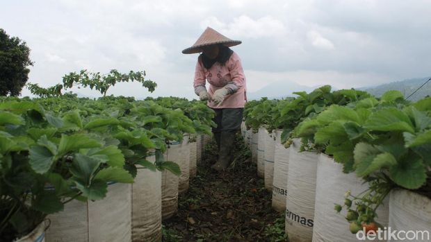 Petani Stroberi Bandung