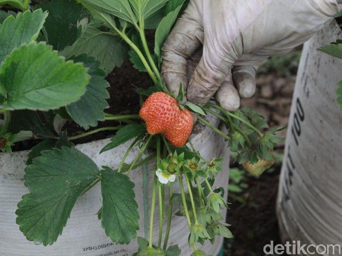 Petani Stroberi di Ciwidey Bandung