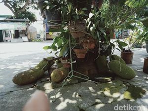 Pohon Cempedak di Klaten Ini Buahnya Puluhan hingga Nempel Tanah