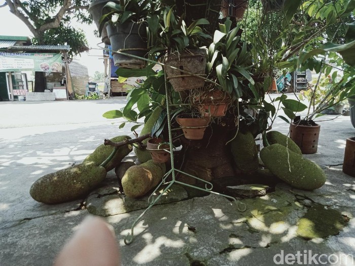Pohon buah cempedak yang buahnya nempel di tanah, Klaten, Rabu (20/10/2021).