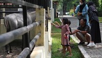 Berdasarkan Surat Edaran Walikota Surakarta no. 068/3529 pengunjung dibawah 12 tahun diperbolehkan masuk ketempat wisata yang sudah menggunakan aplikasi peduli lindungi.