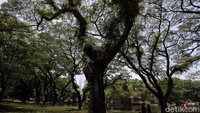 Tercatat hari ini sebanyak 1.200 pengunjung telah masuk untuk melihat hewan langka di tempat tersebut.