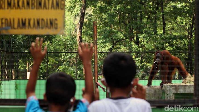 Taman Satwa Taru Jurug, Solo, Jawa Tengah, telah dibuka. Pengunjung dibawah 12 tahun diperbolehkan masuk ketempat wisata yang sudah menggunakan aplikasi peduli lindungi.