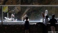 Anak-anak mengunjungi Taman Satwa Taru Jurug, Solo, Jawa Tengah, Rabu (20/10).