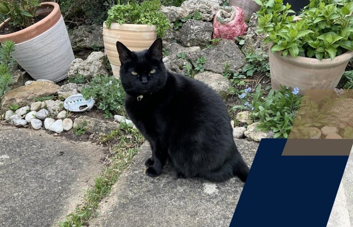 Artemis, kucing kampus Trinity College, University of Oxford.
