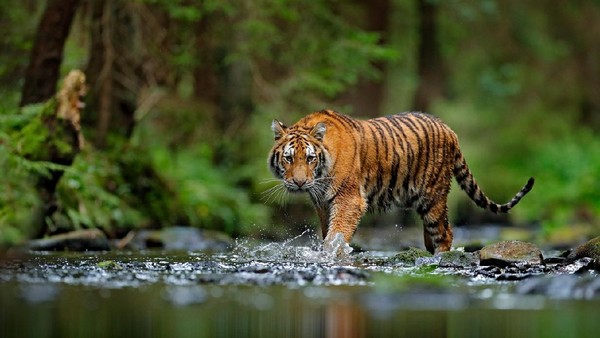 2 Sapi Warga Tewas Diterkam Harimau Sumatera di Madina