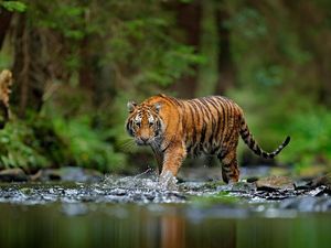 Lupa Tutup Pintu, Penjaga Kebun Binatang Diterkam Harimau Hingga Tewas