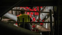 Seorang insiyur sedang menyusun bunga poppy yang terbuat dari keramik.  Foto: Getty Images/Christopher Furlong