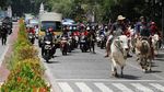 Ketika Sapi-sapi di Boyolali Ramaikan Jalan Protokol Kota Solo