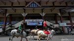 Ketika Sapi-sapi di Boyolali Ramaikan Jalan Protokol Kota Solo