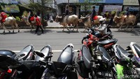 Tiga puluh empat peserta dari Komunitas Sapi Tunggang Boyolali meramaikan suasan jalan protokol kota Solo, Jawa Tengah, Kamis (21/10).