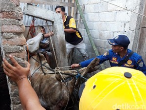 Detik-detik Evakuasi Sapi Tercemplung Sumur di Boyolali