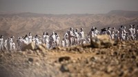Instalasi seni foto telanjang ini juga didukung Kementerian Pariwisata Israel.  