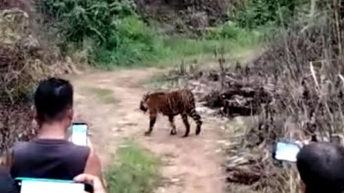 Screenshot viral warga rekam harimau di Aceh dari jarak dekat (dok. Istimewa)