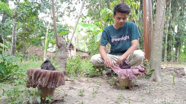 Seorang warga melihat bunga bangkai yang tumbuh di pekarangan rumah di Boyolali, Kamis (21/10/2021).