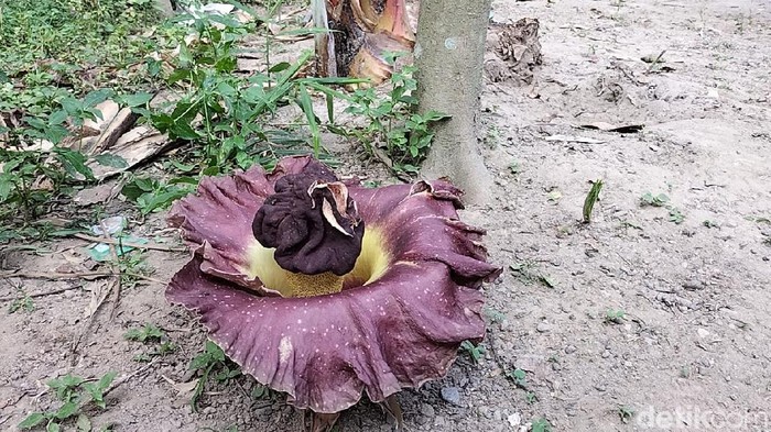 Seorang warga melihat bunga bangkai yang tumbuh di pekarangan rumah di Boyolali, Kamis (21/10/2021).