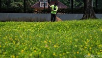 Menurut keterangan petugas yang berjaga, Lapangan Banteng ini akan dibuka kembali pada Sabtu (23/10/2021) besok.