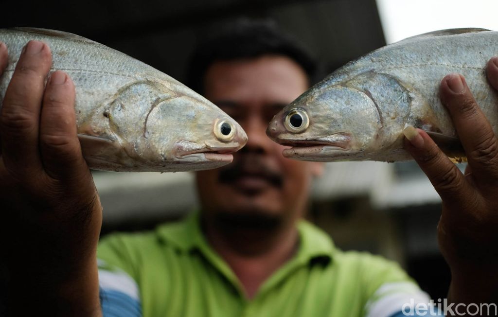 Ingin membeli hasil laut yang masih segar? Cobalah datang ke Pasar Tawang, Kabupaten Kendal, Jateng ini. Beragam jenis ikan tersedia lengkap.Pasar Tawang di Desa Gempolsewu, Kecamatan Rowosari, Kabupaten Kendal, Jawa Tengah, menjual aneka ikan dan hasil laut lainnya yang masih segar.