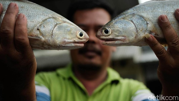 Berburu Aneka Hasil Laut Segar di Pasar Tawang Kendal Ingin membeli hasil laut yang masih segar? Cobalah datang ke Pasar Tawang, Kabupaten Kendal, Jateng ini. Beragam jenis ikan tersedia lengkap.
Pasar Tawang di Desa Gempolsewu, Kecamatan Rowosari, Kabupaten Kendal, Jawa Tengah, menjual aneka ikan dan hasil laut lainnya yang masih segar.