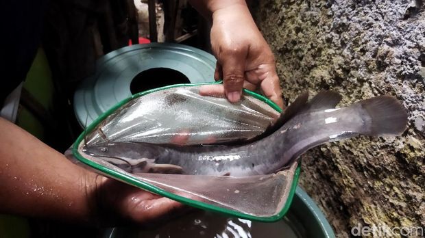 Budikdamber di Bandung Budikdamber di Bandung