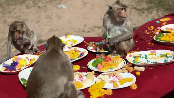 Festival Prasmanan Monyet diselenggarakan setiap bulan November. Wisatawan pun biasanya datang untuk menyaksikan 2.000 kera berpesta dengan makanan mewah. (Jack Taylor/AFP)