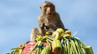 Benar saja, banyak wisatawan yang tertarik melihat para monyet menyantap banyak makanan. Festival ini pun terus berlanjut. (Jack Taylor/AFP)