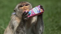 Hewan-hewan ini dimanjakan dengan makanan seberat dua ton! Ada pisang, mentimun, telur, permen dan minuman. (Jack Taylor/AFP)