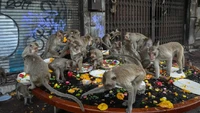 Kera ekor panjang memang menjadi penghuni paling terkenal di Lopburi. Ratusan kera berkeliaran bebas antara penduduk lokal dan wisatawan. (Jack Taylor/AFP)