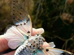 Deretan Foto Serangga Unik yang Mungkin Belum Pernah Kamu Lihat