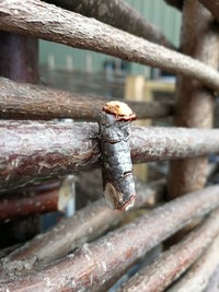 Foto serangga unik