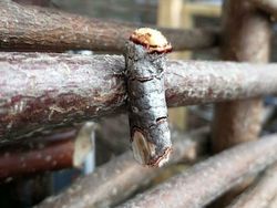 Deretan Foto Serangga Unik yang Mungkin Belum Pernah Kamu Lihat