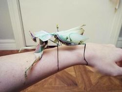 Deretan Foto Serangga Unik yang Mungkin Belum Pernah Kamu Lihat