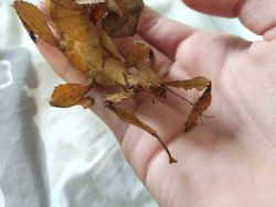 Deretan Foto Serangga Unik yang Mungkin Belum Pernah Kamu Lihat