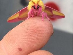 Deretan Foto Serangga Unik yang Mungkin Belum Pernah Kamu Lihat