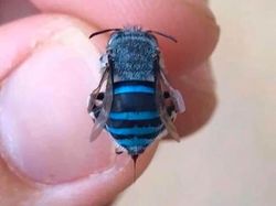 Deretan Foto Serangga Unik yang Mungkin Belum Pernah Kamu Lihat