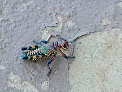 Deretan Foto Serangga Unik yang Mungkin Belum Pernah Kamu Lihat