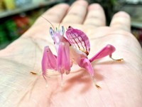 Foto serangga unik