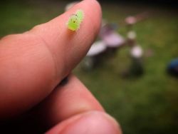 Deretan Foto Serangga Unik yang Mungkin Belum Pernah Kamu Lihat